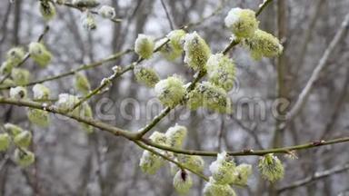 春天，一阵突然的冷响和一场暴风雪把开花的柳树的花<strong>洒落</strong>雪
